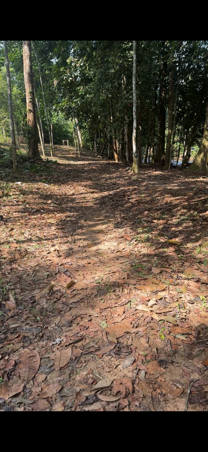 Lot B di bawah pokok tepi sungai